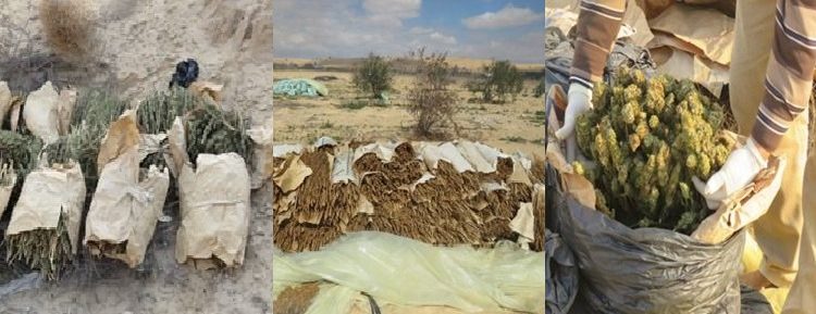 الداخلية تضرب بـ «يد من حديد» ضبط 27 طن مخدرات بقيمة 1.6 مليار (صور)