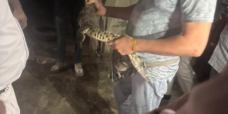 محافظة الجيزة تكشف تفاصيل العثور على تمساح نيلي في حدائق الأهرام