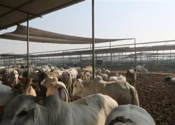 نقيب الفلاحين: نسبة الاكتفاء الذاتي من اللحوم الحمراء ارتفعت بنحو 15% خلال 5 سنوات