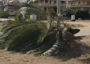 أول ضحايا سوء حالة الجو.. وفاة شاب إثر سقوط نخلة عليه بالبدرشين