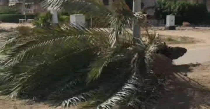 أول ضحايا سوء حالة الجو.. وفاة شاب إثر سقوط نخلة عليه بالبدرشين