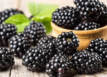 أفضل الأطعمة الطبيعية لدعم الهضم والمناعة وتعزيز صحة الأمعاء
