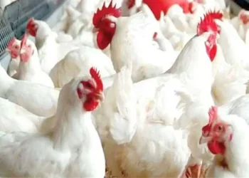 رئيس شعبة الدواجن : كبار المنتجين يتحكمون بأسعار السوق بعد إحالة المتهمين بالاحتكار للمحاكمة