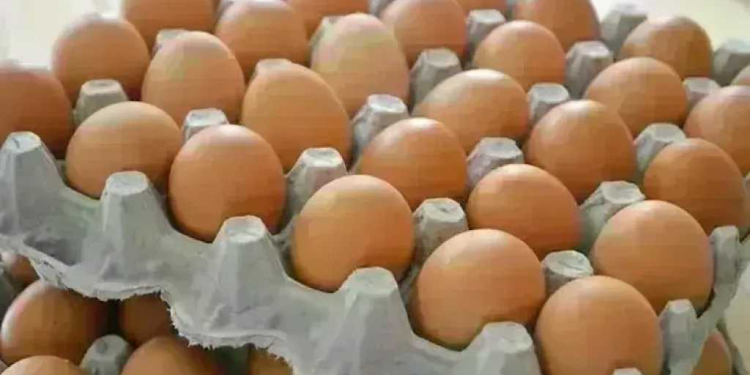 ارتفاع أسعار البيض في المزرعة اليوم الخميس 12-2-2026