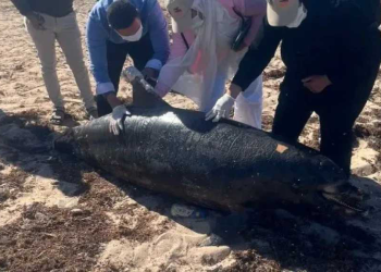 بعد بلاغ محميات البحر الأحمر .. دفن الدرفيل النافق في رأس غارب