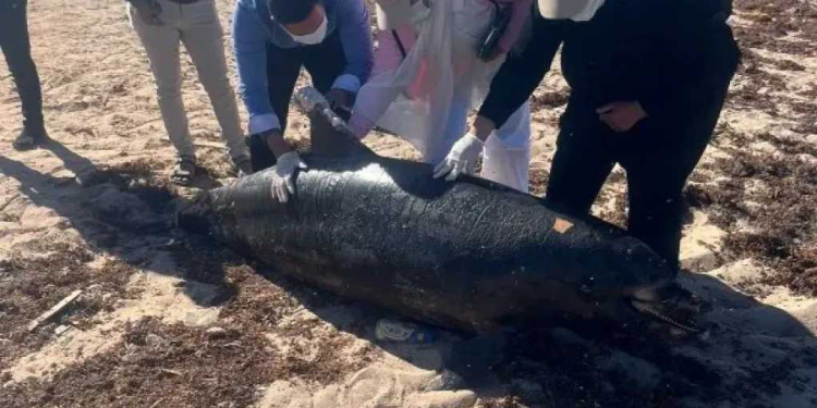 بعد بلاغ محميات البحر الأحمر .. دفن الدرفيل النافق في رأس غارب